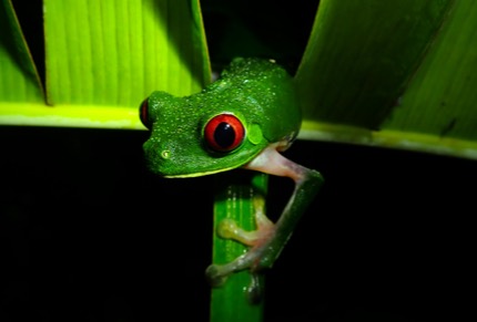 Night-Walk-La-Fortuna